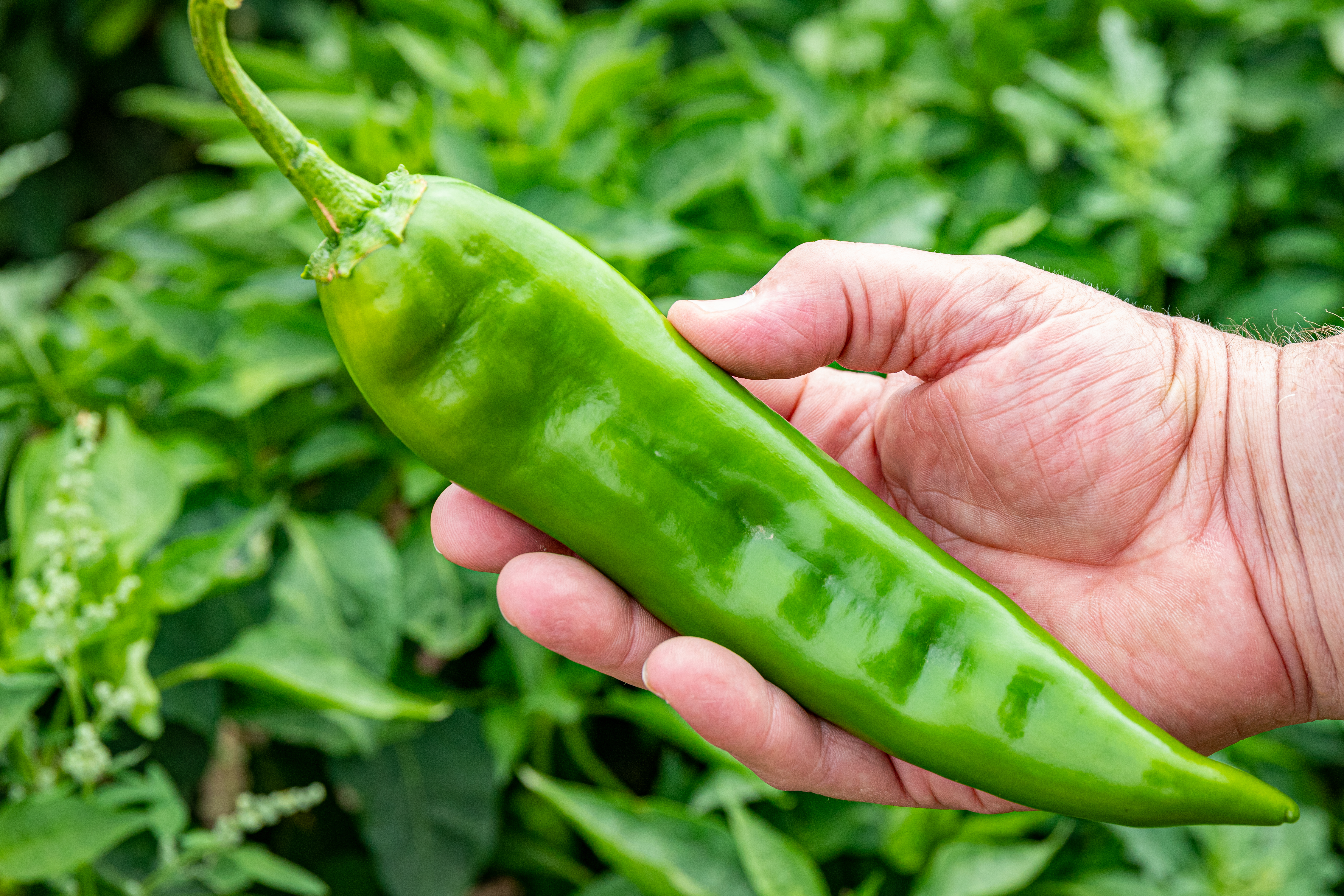 Las Cruces-Newberry Farm Chile Fields 8-21-dm-5(1)